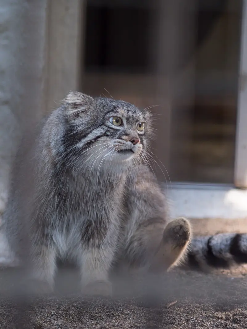 A photograph of Figa in Nogeyama Zoo