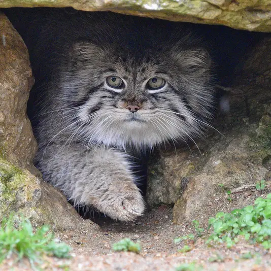 A photograph of Atlan in Port Lympne Wild Animal Park