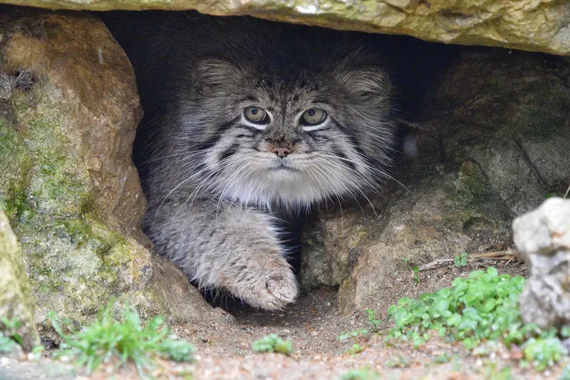 A photograph of Atlan in Port Lympne Wild Animal Park