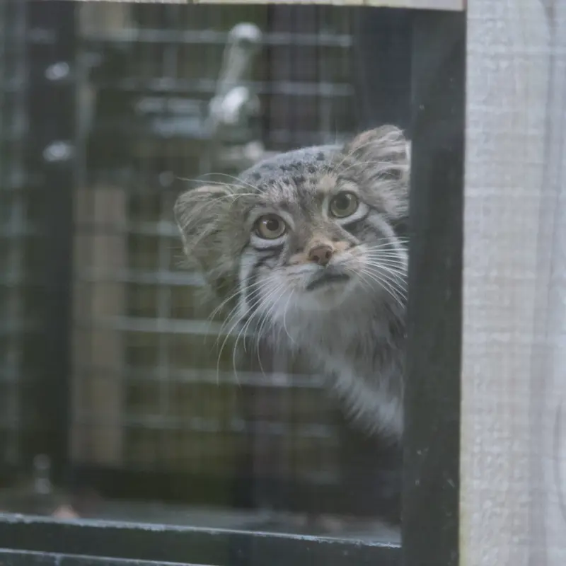 A photograph of Oto in Saitama Children's Zoo