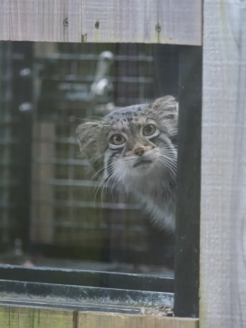 A photograph of Oto in Saitama Children's Zoo
