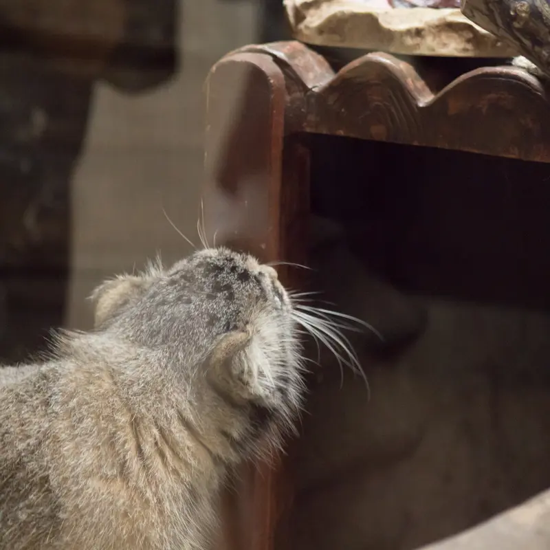 A photograph of Shafran in Ueno Zoological Gardens
