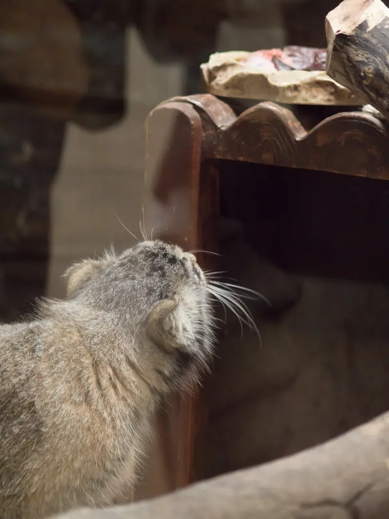 A photograph of Shafran in Ueno Zoological Gardens