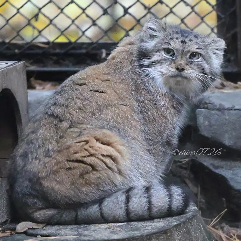 A photograph of Lastochka in Novosibirsk Zoo