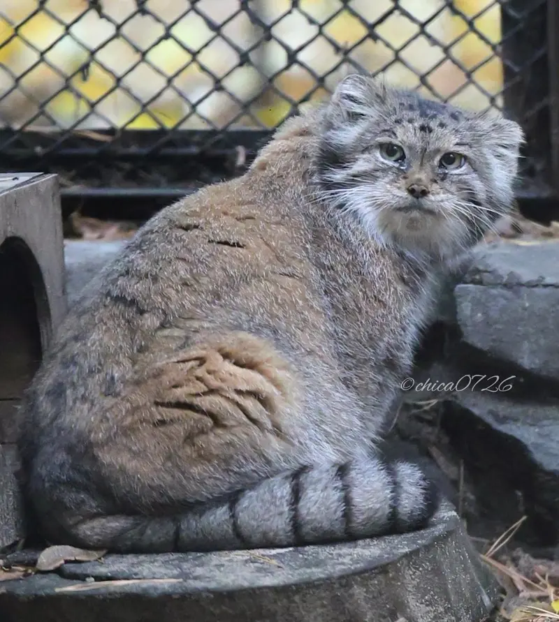 A photograph of Lastochka in Novosibirsk Zoo