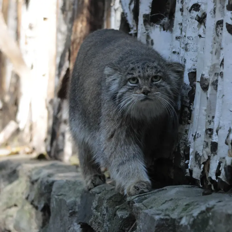 A photograph of Mia in Novosibirsk Zoo