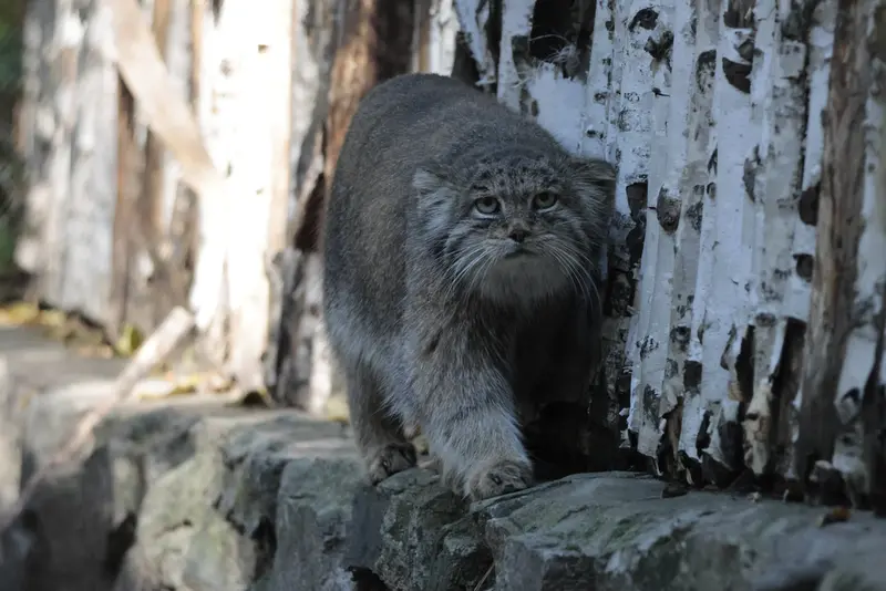 A photograph of Mia in Novosibirsk Zoo