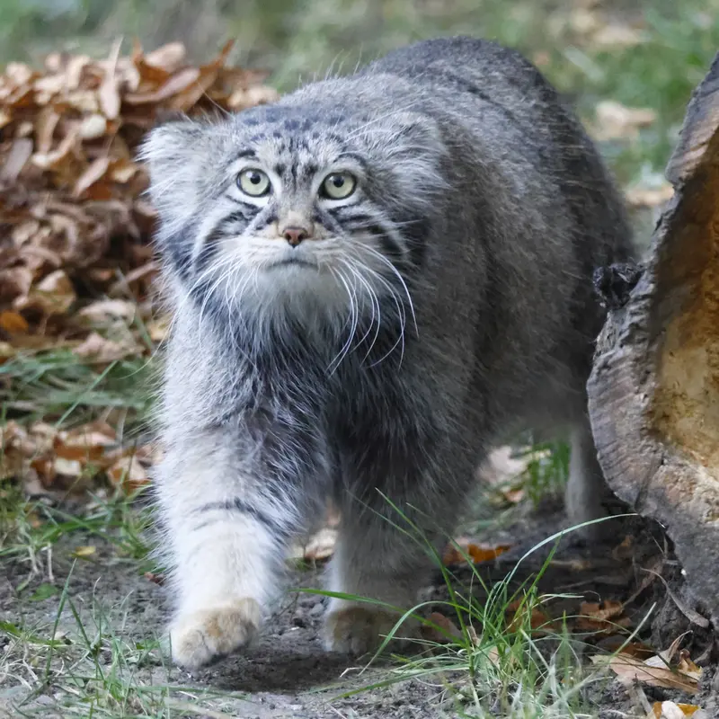 A photograph of Timofey in Moscow zoo
