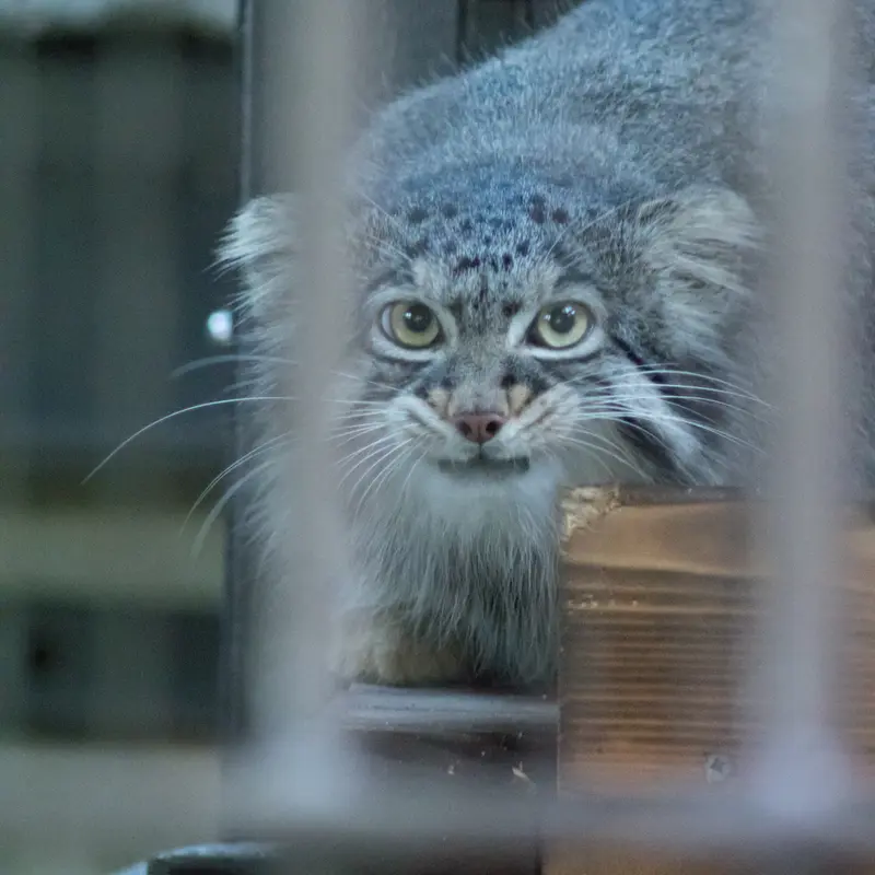 A photograph of Figa in Nogeyama Zoo