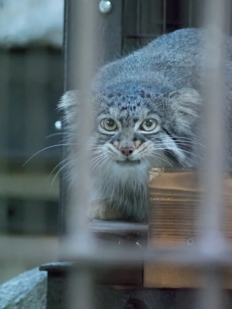 A photograph of Figa in Nogeyama Zoo