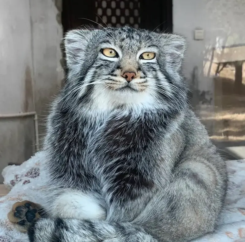 A photograph of Sun Sanlang in Qinghai-Tibet Plateau Wildlife Zoo