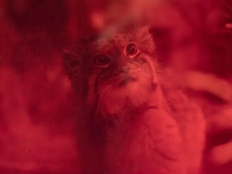 A photograph of Naim in Ueno Zoological Gardens