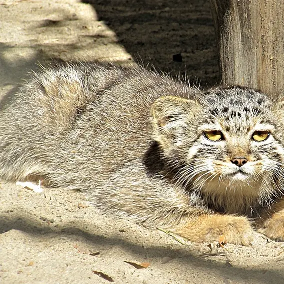 A photograph of a Pallas&#039;s cat in Novosibirsk Zoo