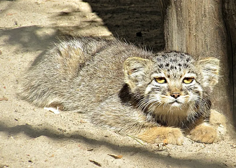 A photograph of a Pallas&#039;s cat in Novosibirsk Zoo