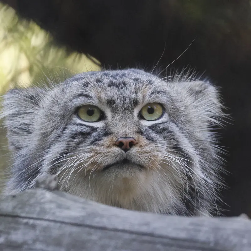 A photograph of Ruf in Novosibirsk Zoo