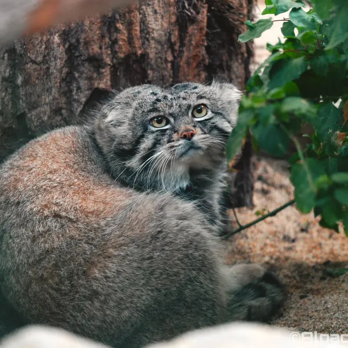A photograph of Nar in Kobe Animal Kingdom