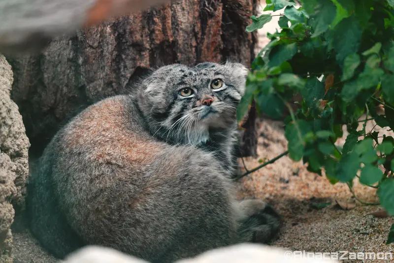 A photograph of Nar in Kobe Animal Kingdom