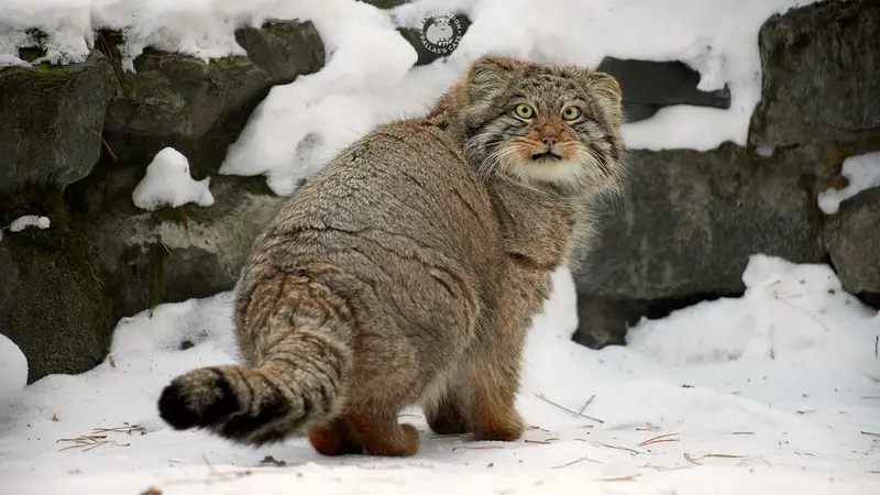 Manul of the day