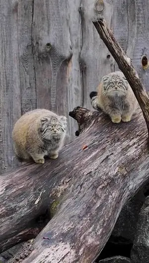 Help identify the manul kittens