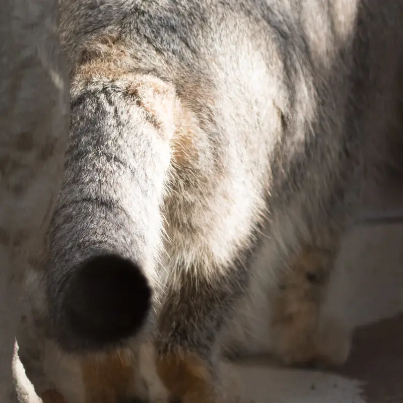A photograph of Figa in Nogeyama Zoo