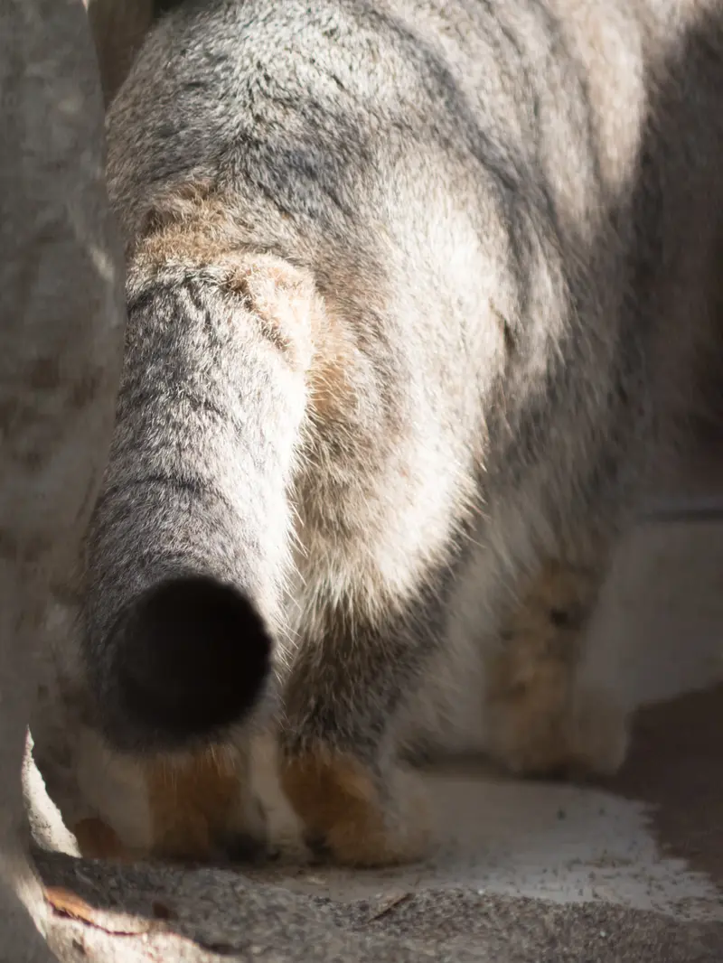 A photograph of Figa in Nogeyama Zoo