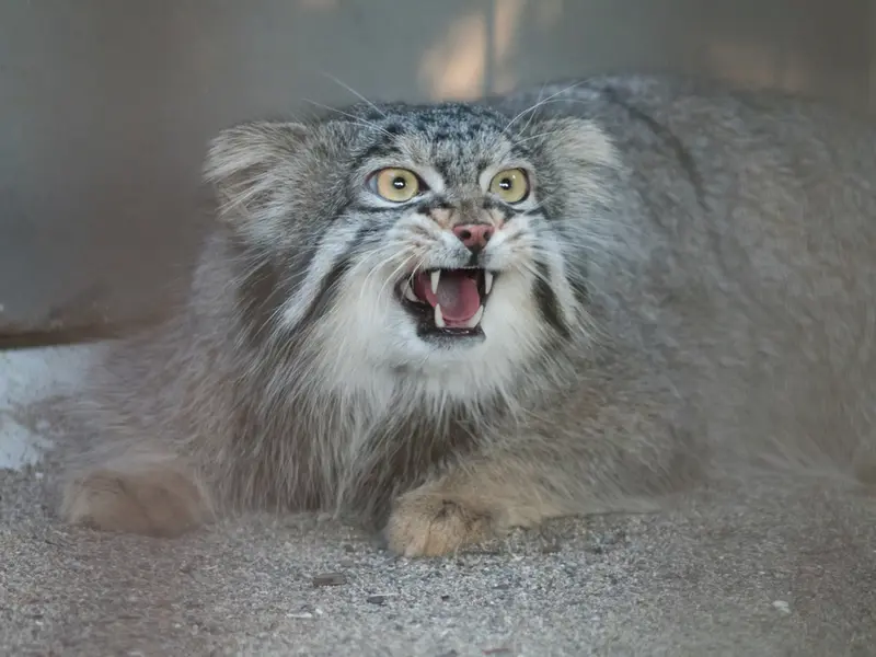 A photograph of a Pallas's cat