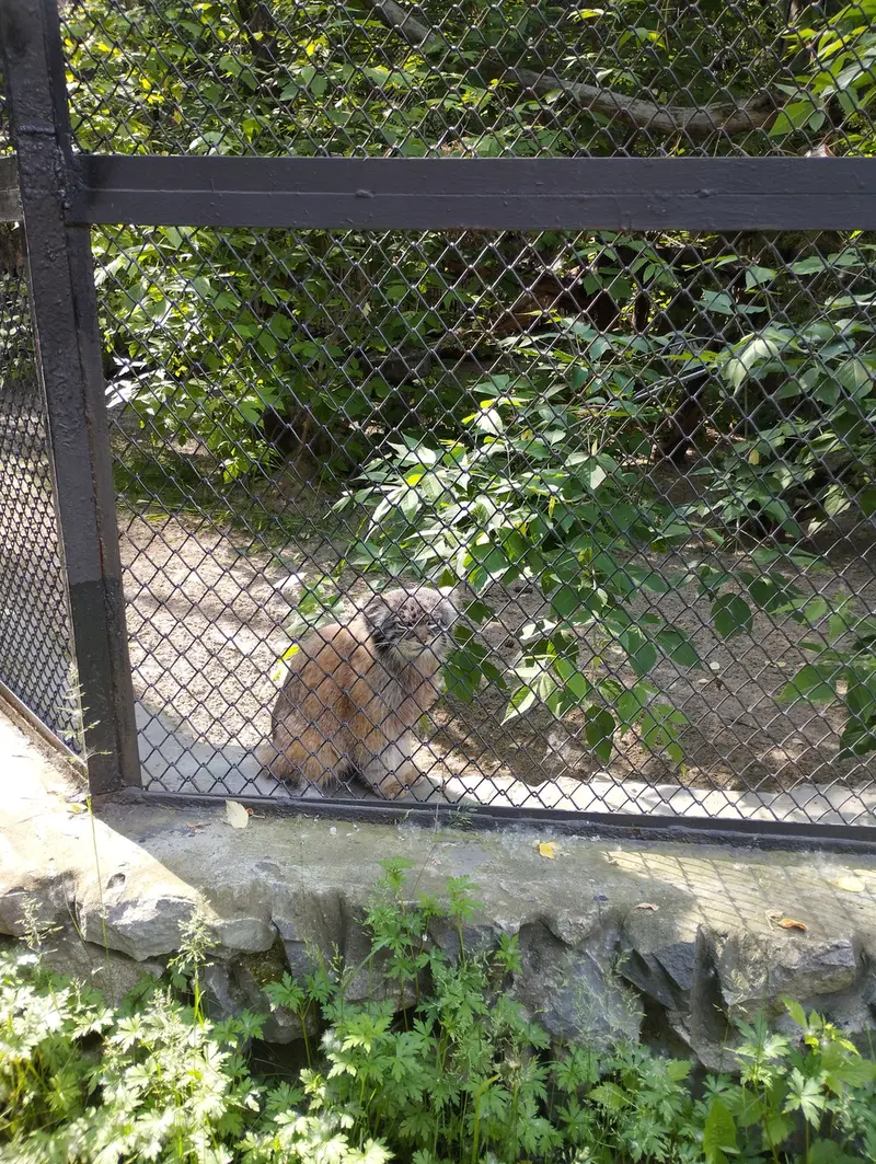 A photograph of a Pallas's cat in Novosibirsk Zoo
