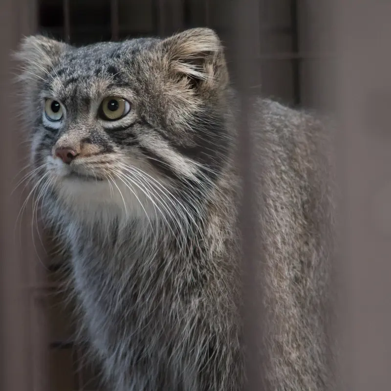 A photograph of Figa in Nogeyama Zoo