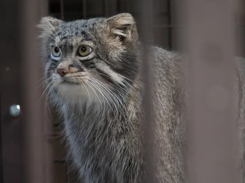 A photograph of Figa in Nogeyama Zoo