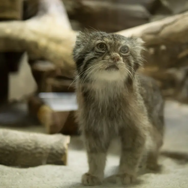 A photograph of Klyon in Ueno Zoological Gardens