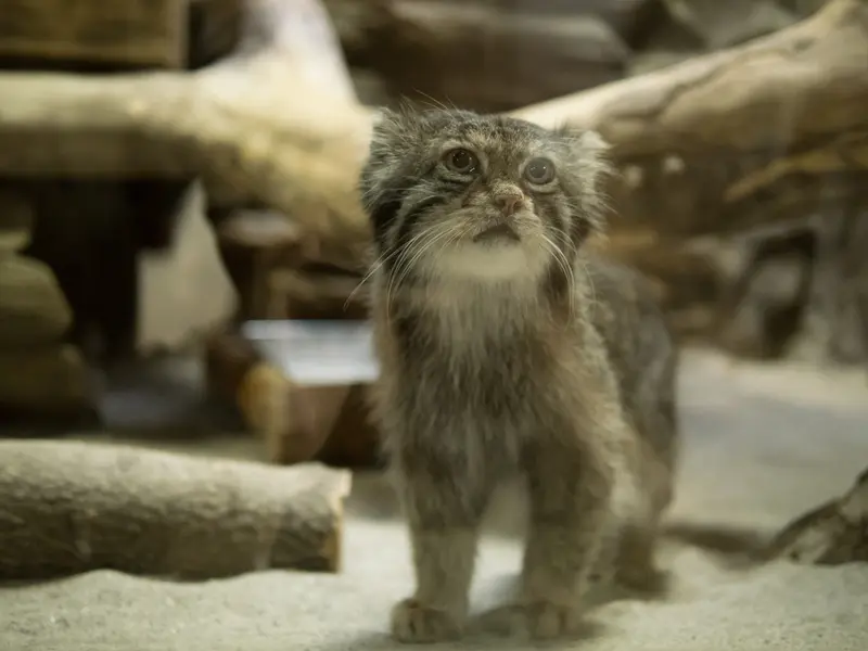 A photograph of Klyon in Ueno Zoological Gardens