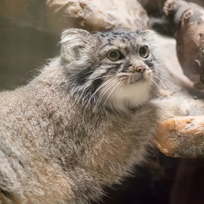 A photograph of Shafran in Ueno Zoological Gardens