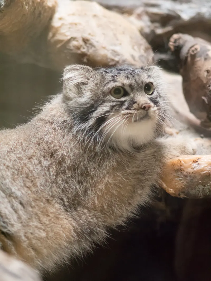 A photograph of Shafran in Ueno Zoological Gardens