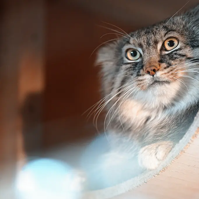 A photograph of Lotos in Saitama Children's Zoo
