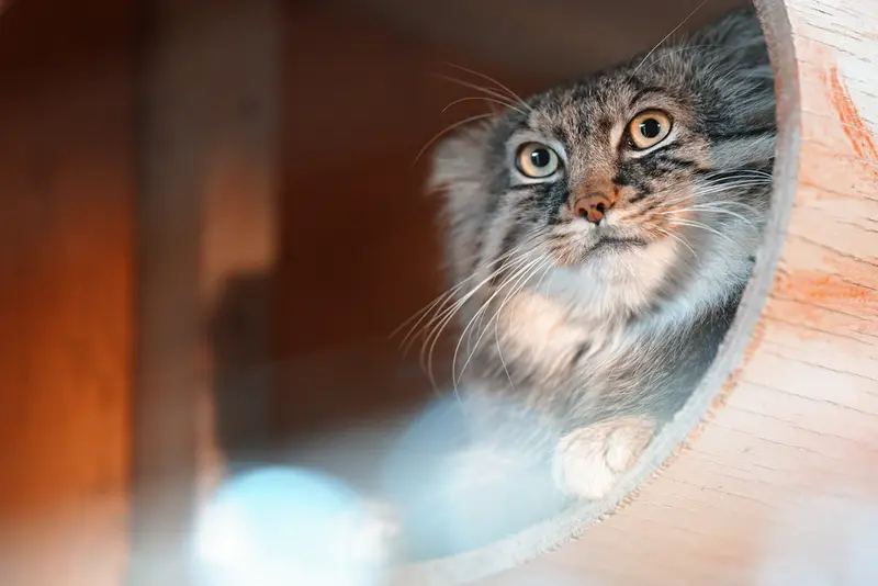 A photograph of Lotos in Saitama Children's Zoo