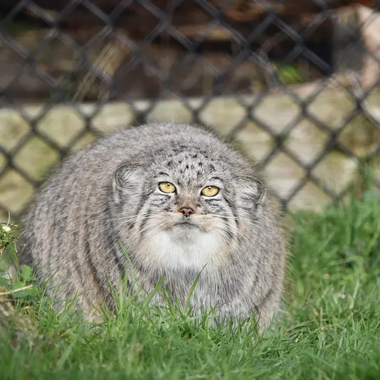 A photograph of Kharaa in Port Lympne Wild Animal Park
