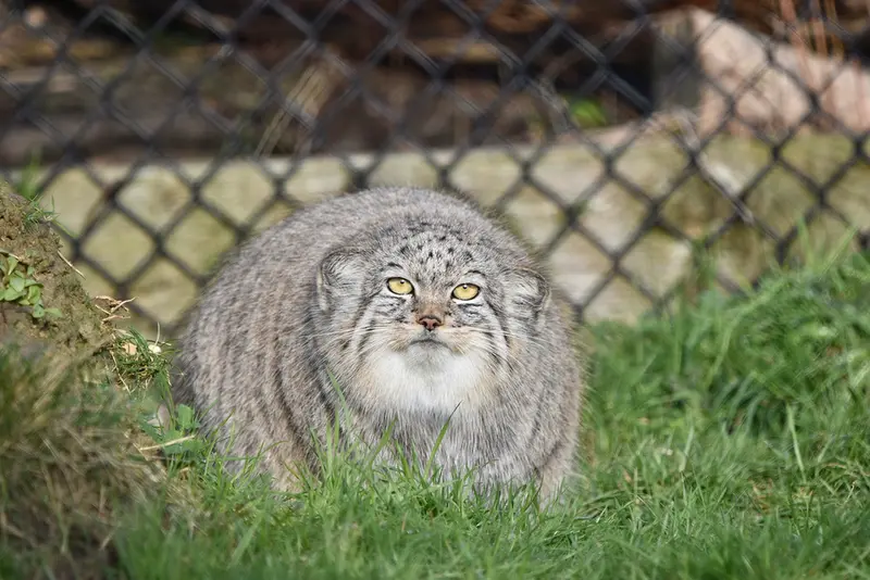 A photograph of Kharaa in Port Lympne Wild Animal Park