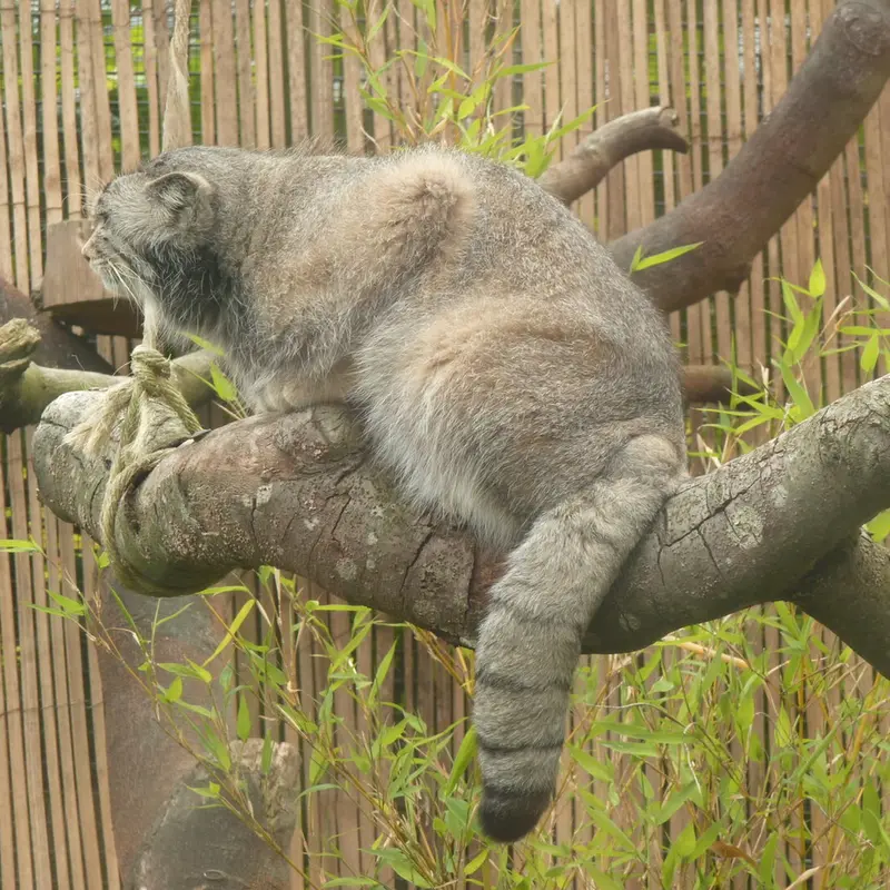 A photograph of Akiko in Edinburgh Zoo