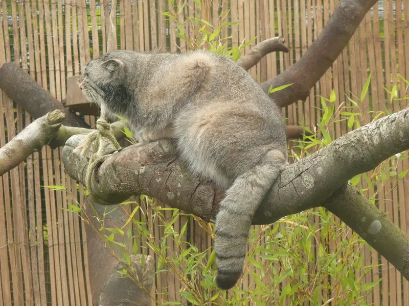 A photograph of Akiko in Edinburgh Zoo
