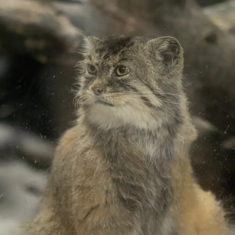 A photograph of Primula in Ueno Zoological Gardens