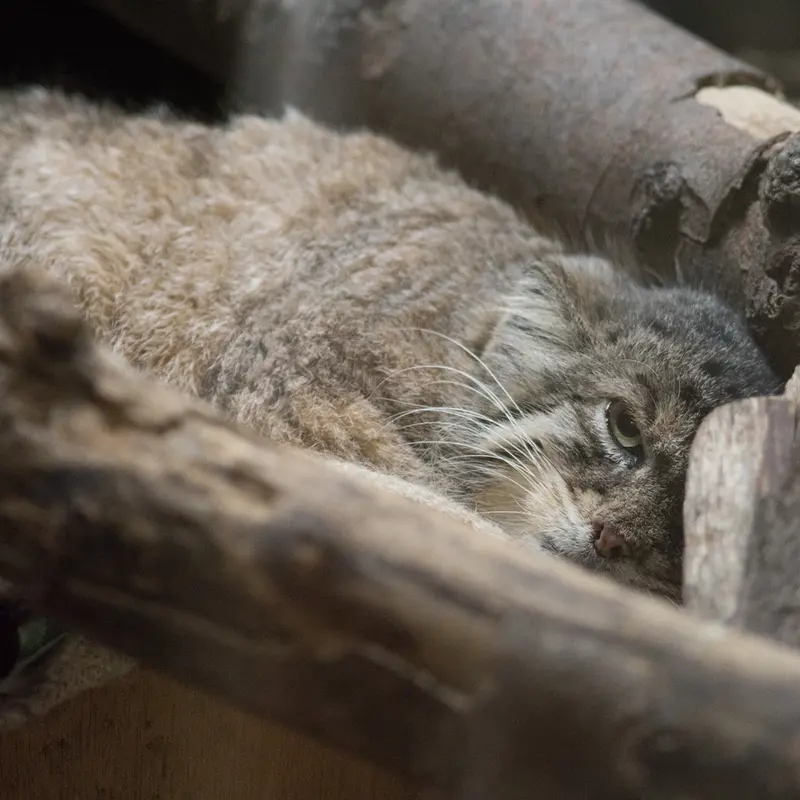 A photograph of Primula in Ueno Zoological Gardens