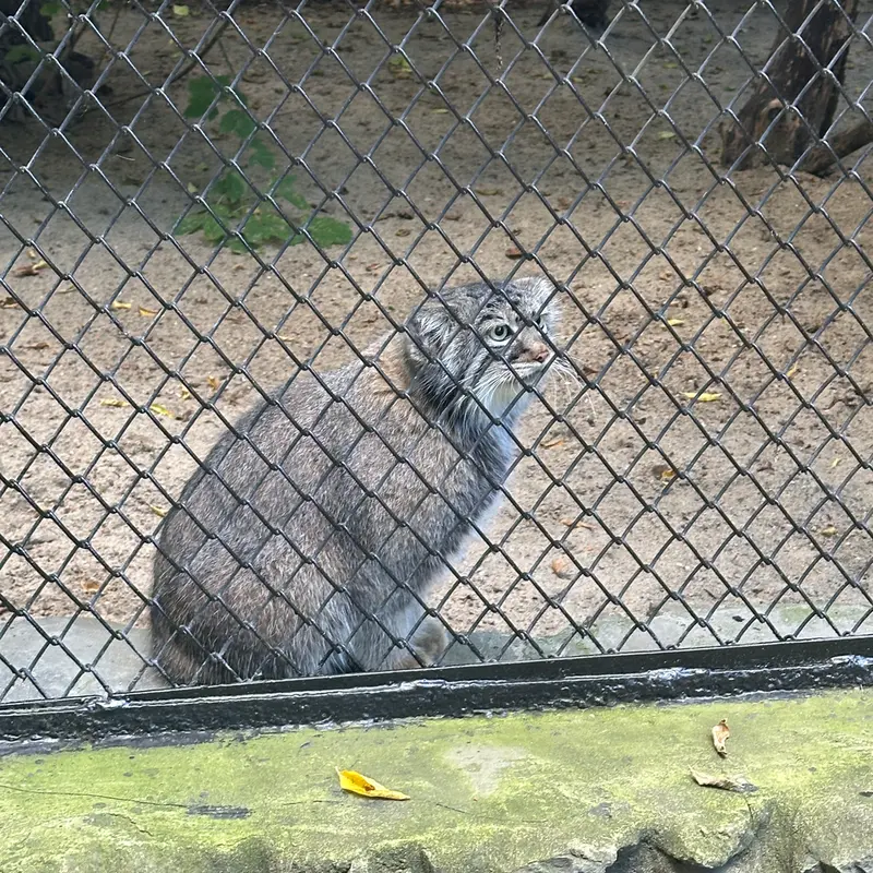 A photograph of Zosya in Novosibirsk Zoo