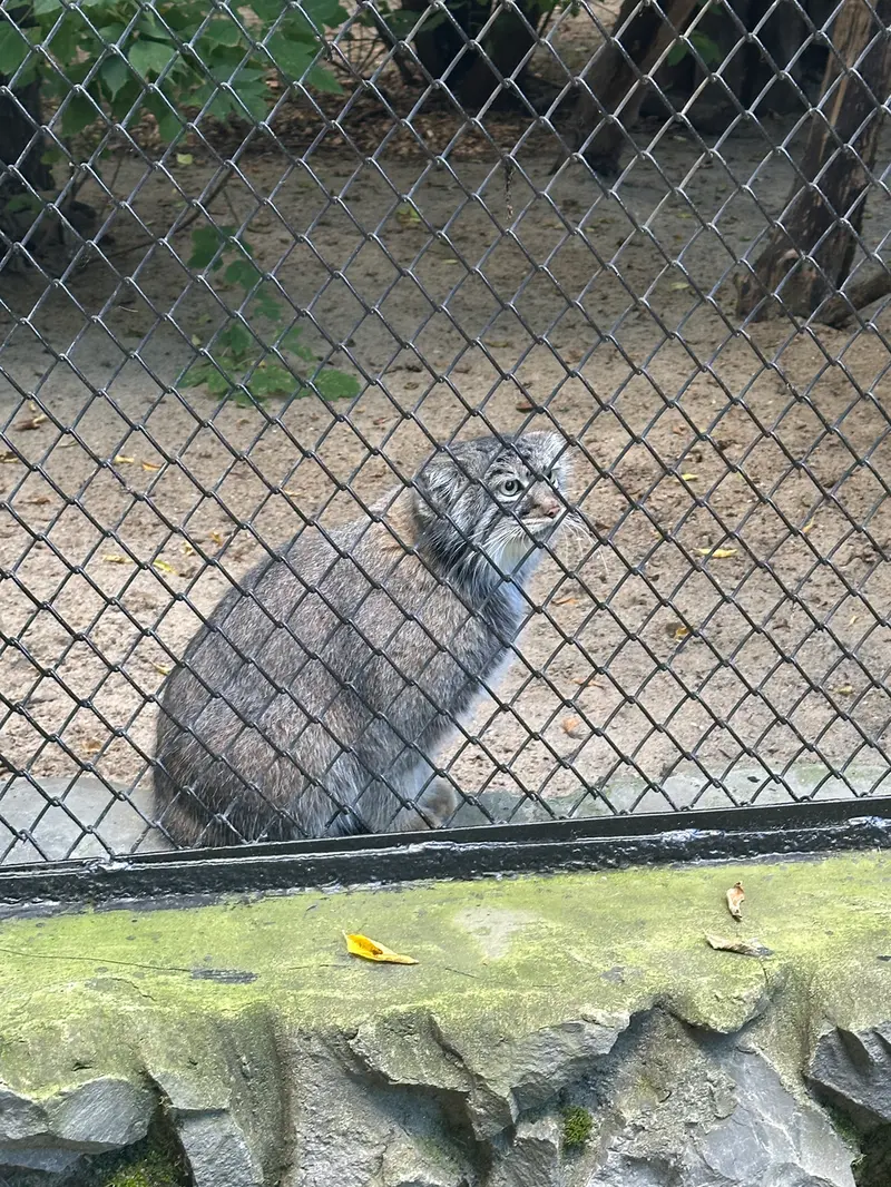A photograph of Zosya in Novosibirsk Zoo