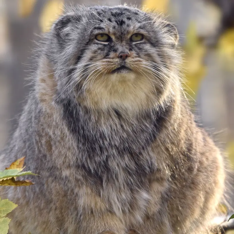 A photograph of Maituk in Lumigny Safari Reserve