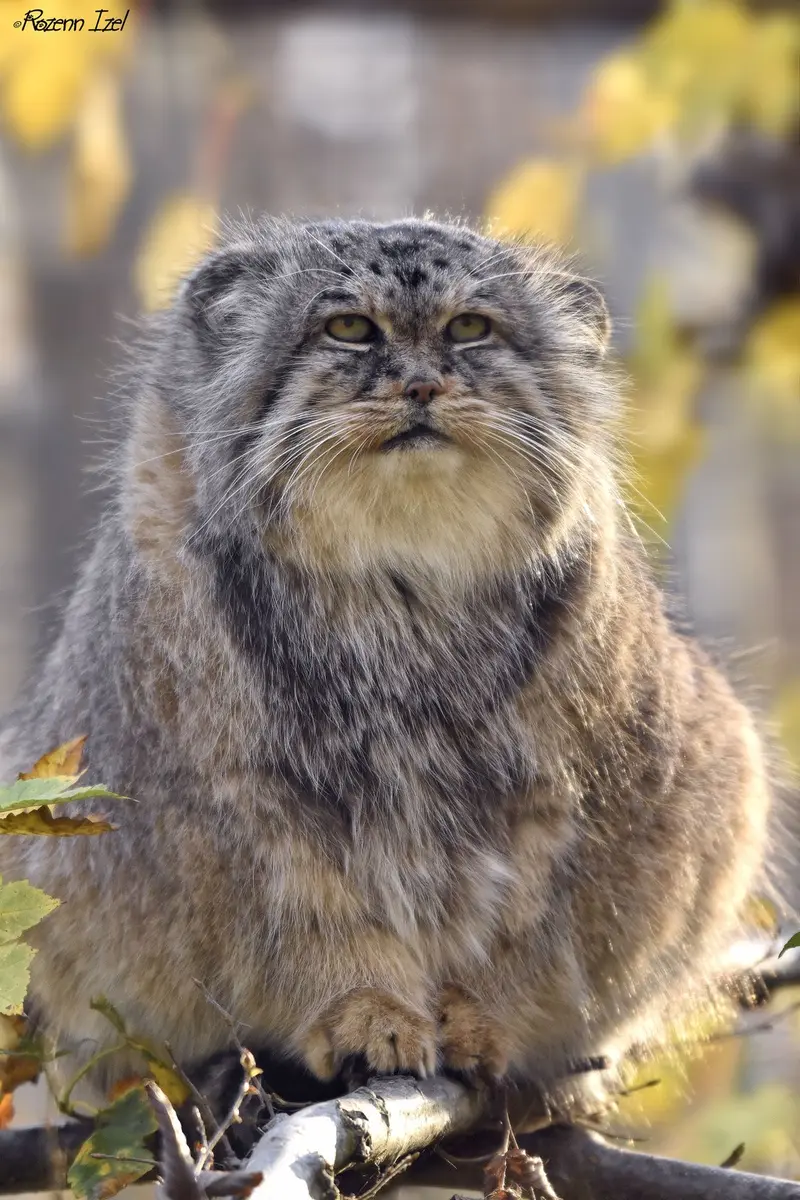 A photograph of Maituk in Lumigny Safari Reserve