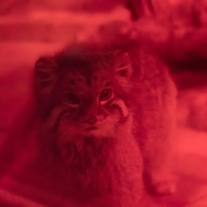 A photograph of Naim in Ueno Zoological Gardens