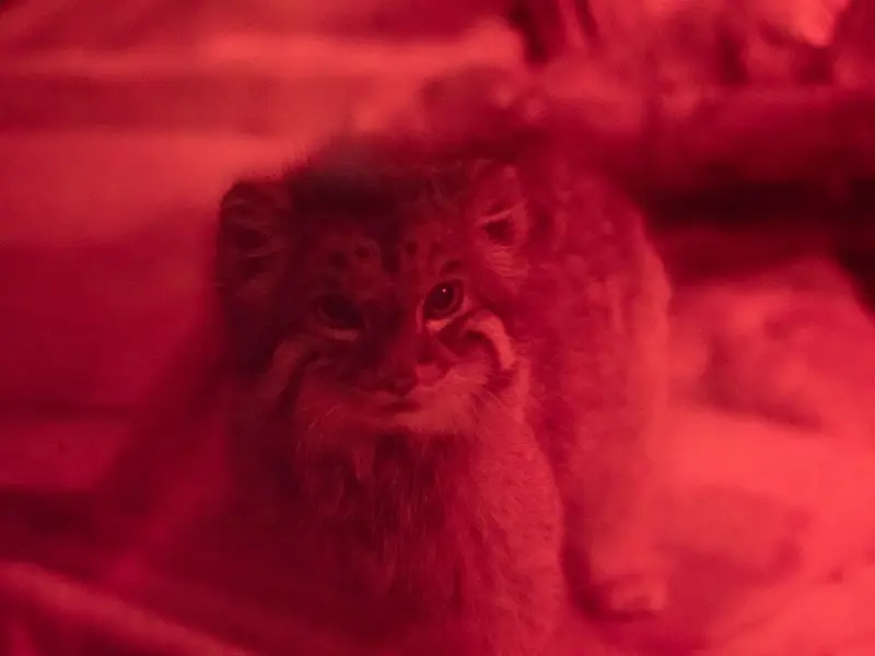 A photograph of Naim in Ueno Zoological Gardens