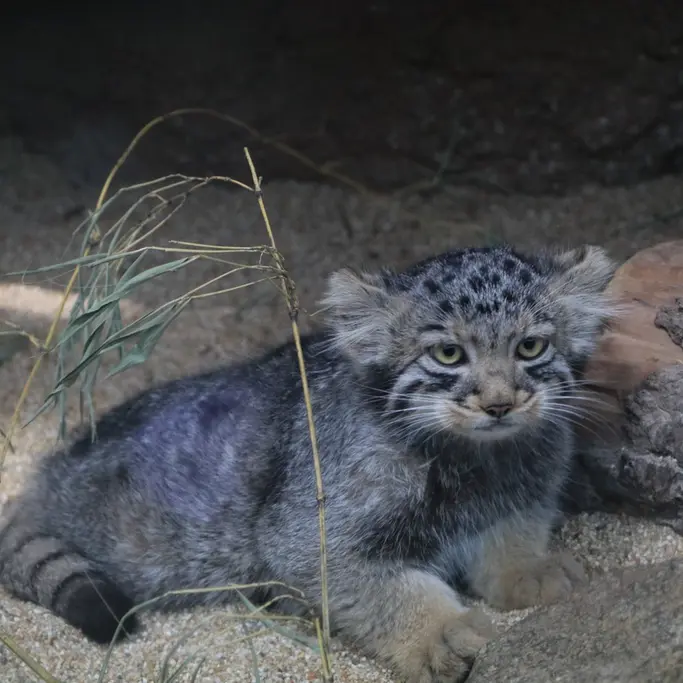 A photograph of Komorebi in Kobe Animal Kingdom