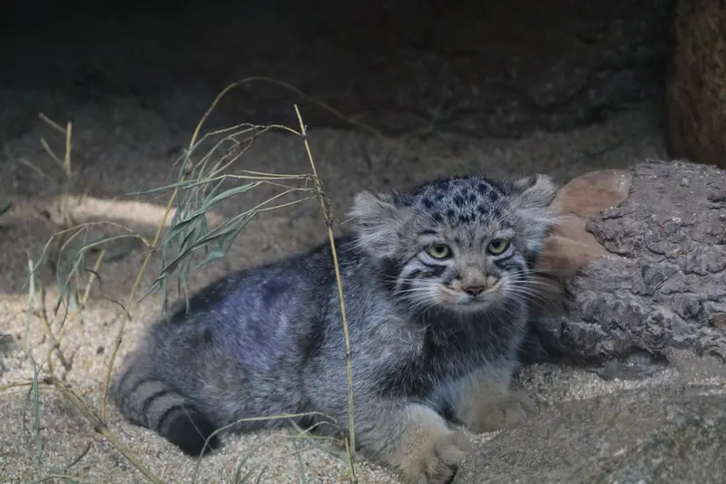 A photograph of Komorebi in Kobe Animal Kingdom
