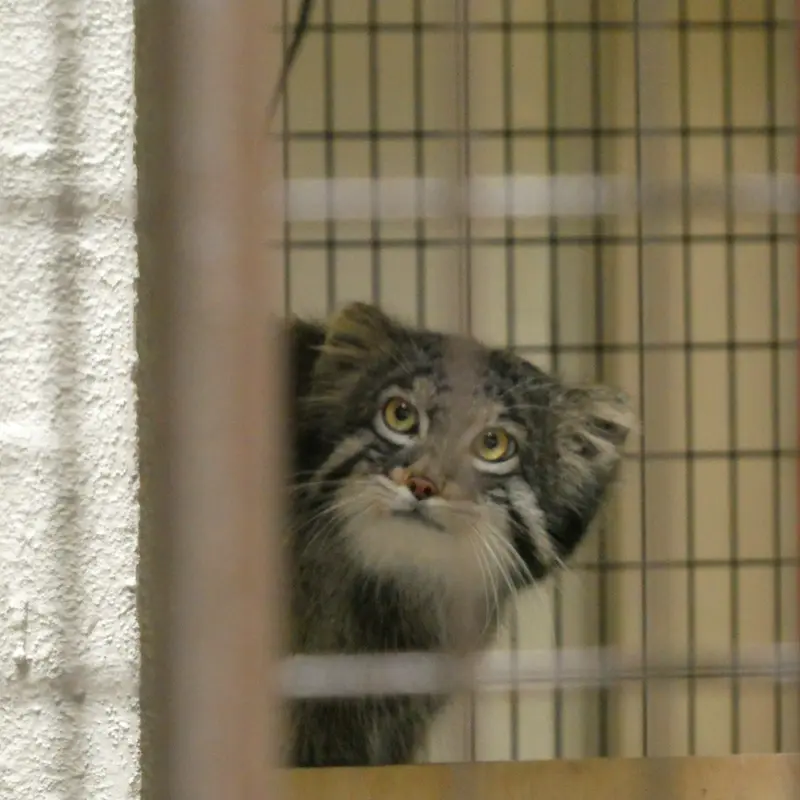 A photograph of Figa in Nogeyama Zoo